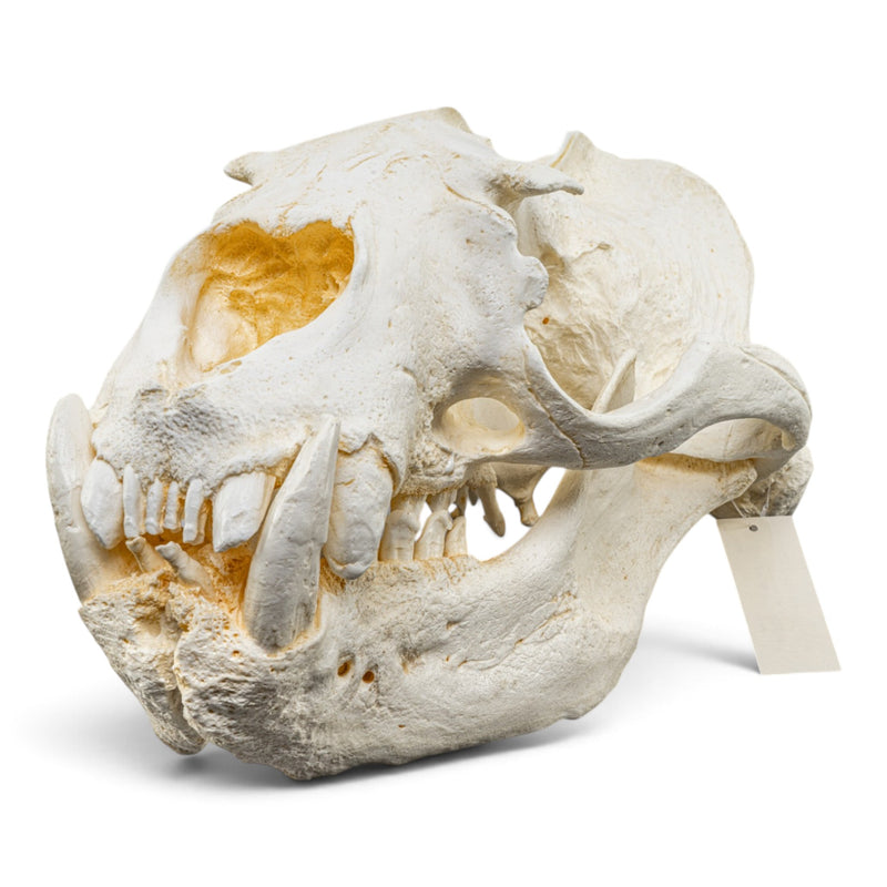 Replica Steller Sea Lion Skull (Male)