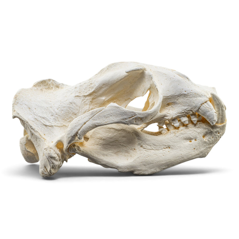 Replica Steller Sea Lion Skull (Male)