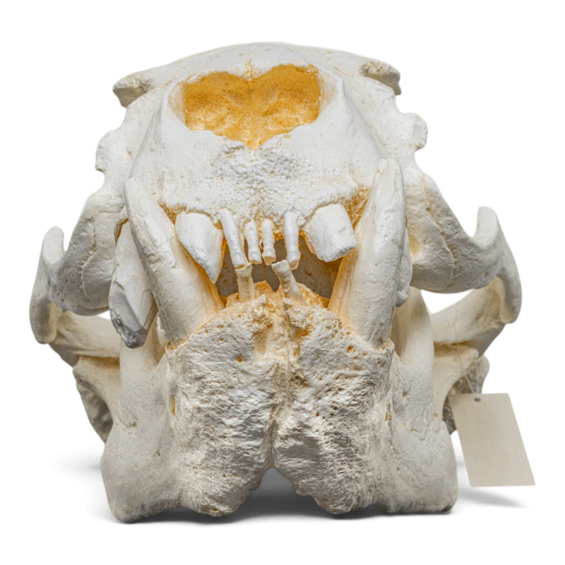 Replica Steller Sea Lion Skull (Male)