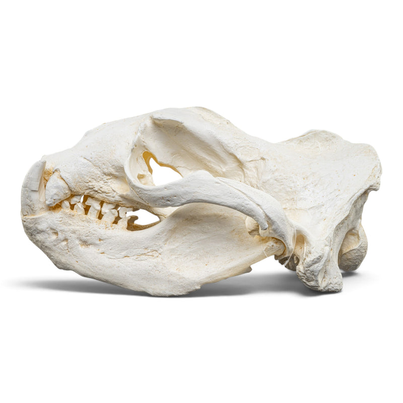 Replica Steller Sea Lion Skull (Male)