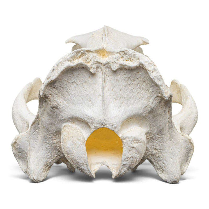 Replica Steller Sea Lion Skull (Male)