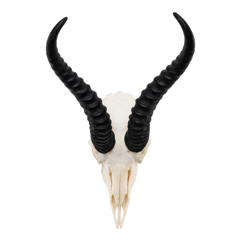 Springbok Complete Skeleton Real Springbok Skull For Sale — Skulls Unlimited International, Inc.