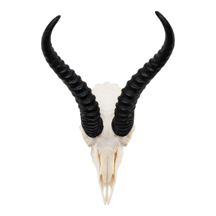 Real Springbok Skull - Male