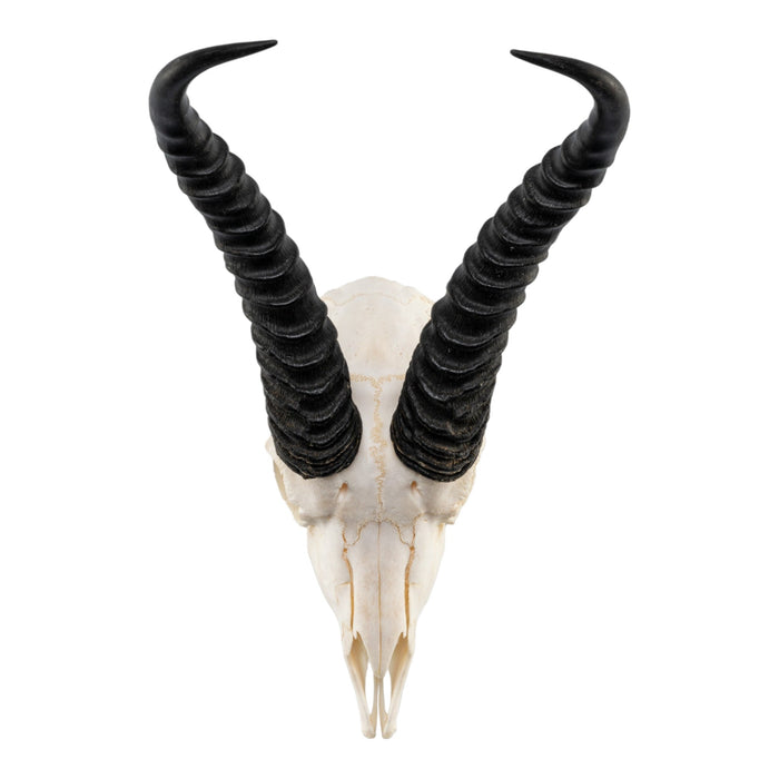 Real Springbok Skull - Male