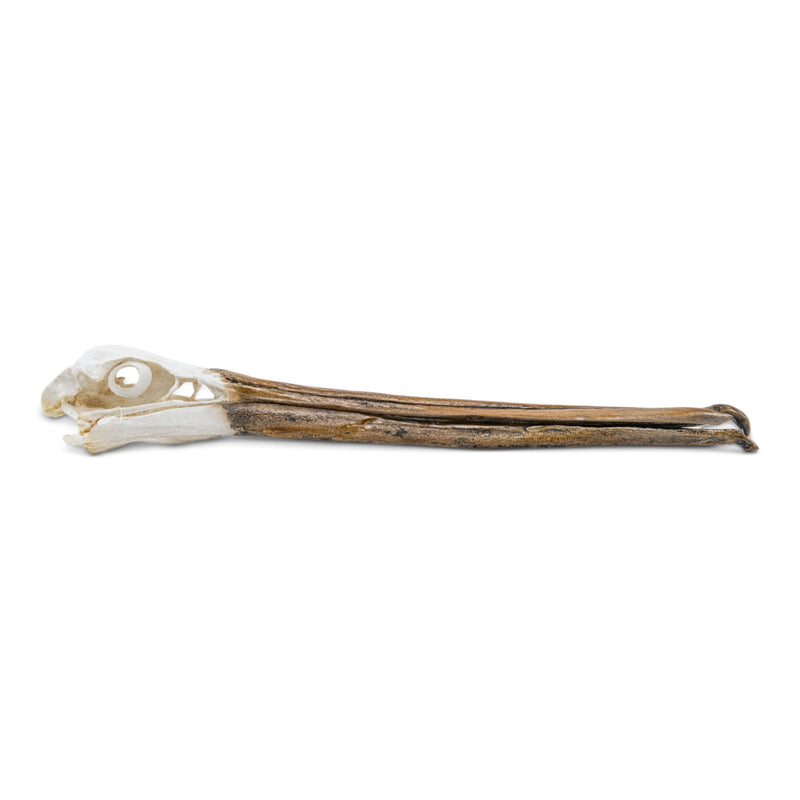 Replica Brown Pelican Skull