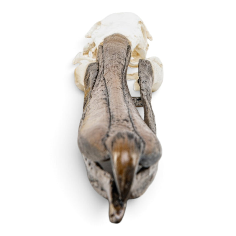 Replica Brown Pelican Skull