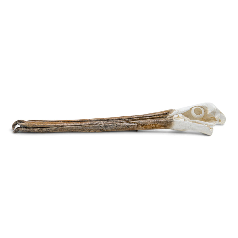 Replica Brown Pelican Skull