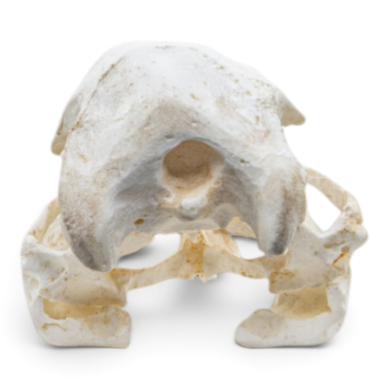Replica Brown Pelican Skull