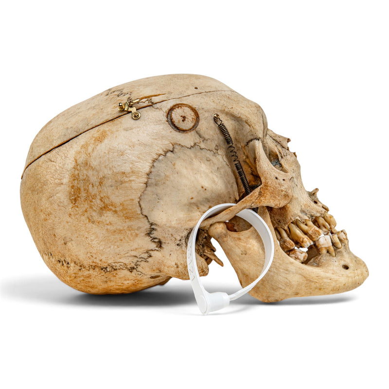 Real Human Skull