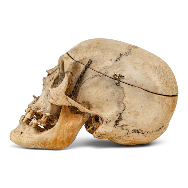 Real Human Skull