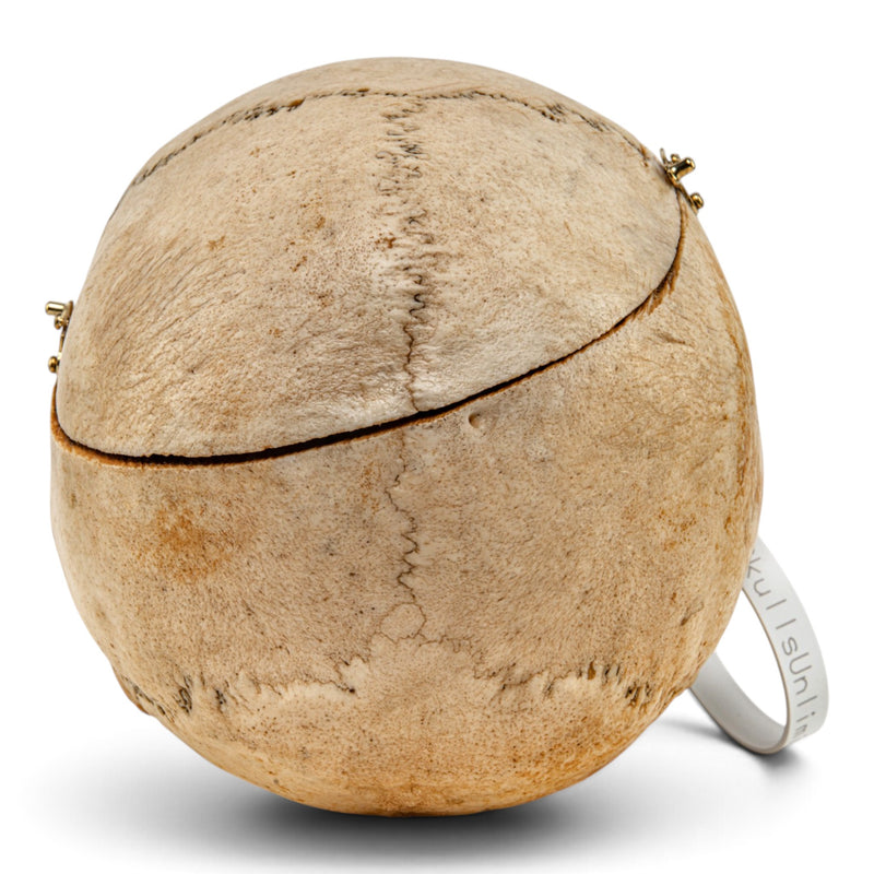 Real Human Skull
