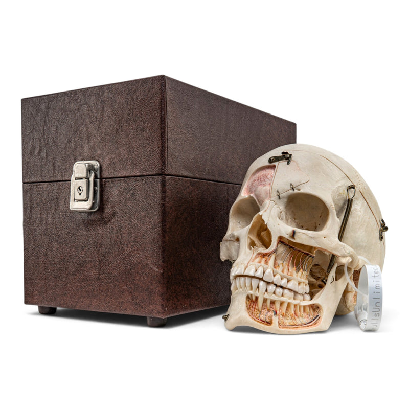 Real Human Skull - Dissected with Carrying Case