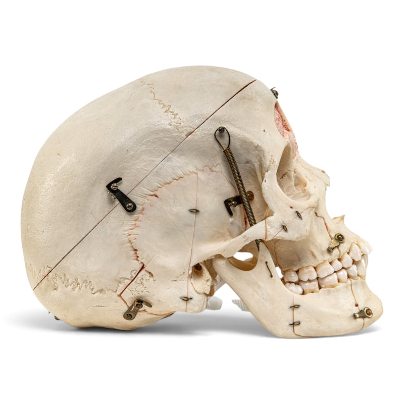 Real Human Skull - Dissected with Carrying Case