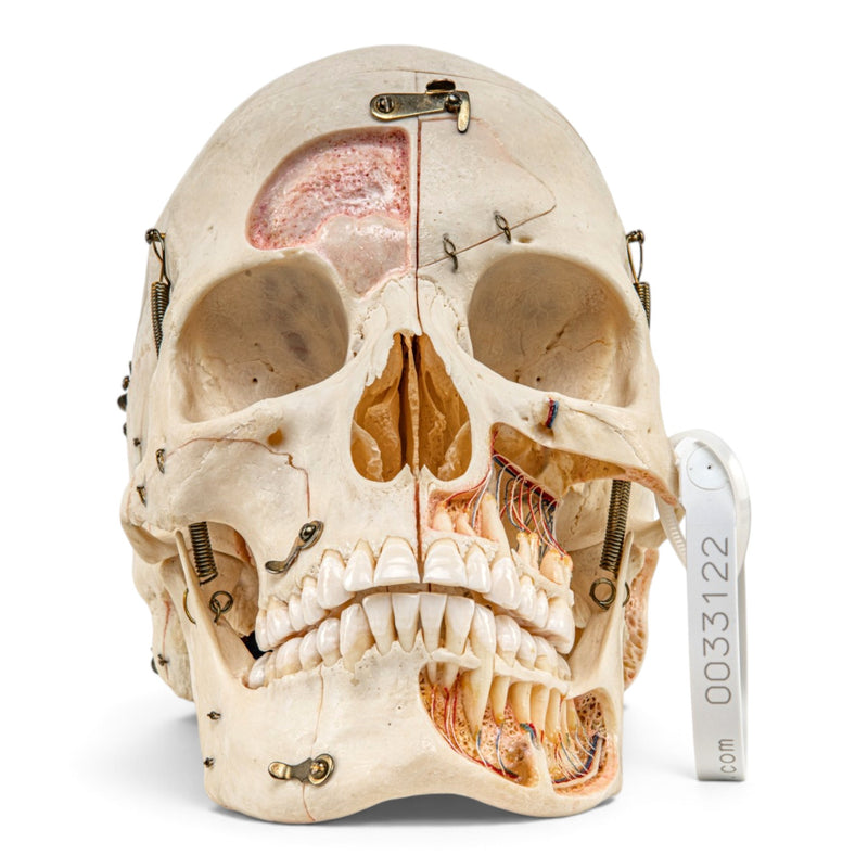 Real Human Skull - Dissected with Carrying Case
