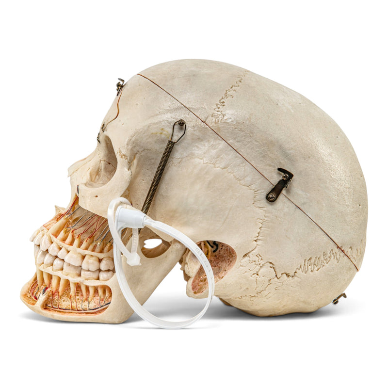 Real Human Skull - Dissected with Carrying Case