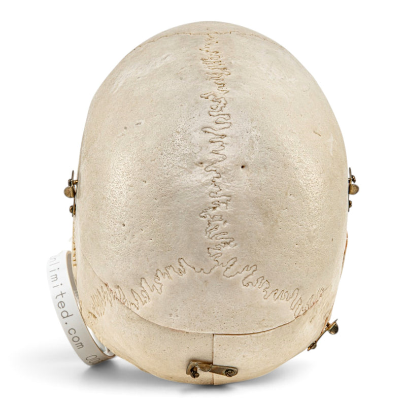 Real Human Skull - Dissected with Carrying Case