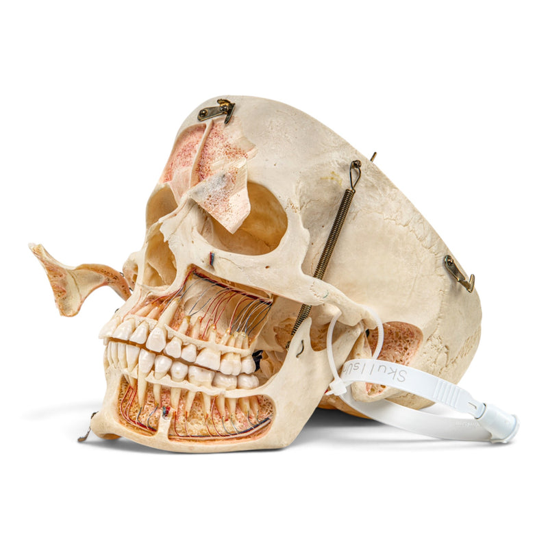 Real Human Skull - Dissected with Carrying Case