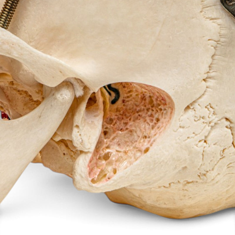 Real Human Skull - Dissected with Carrying Case