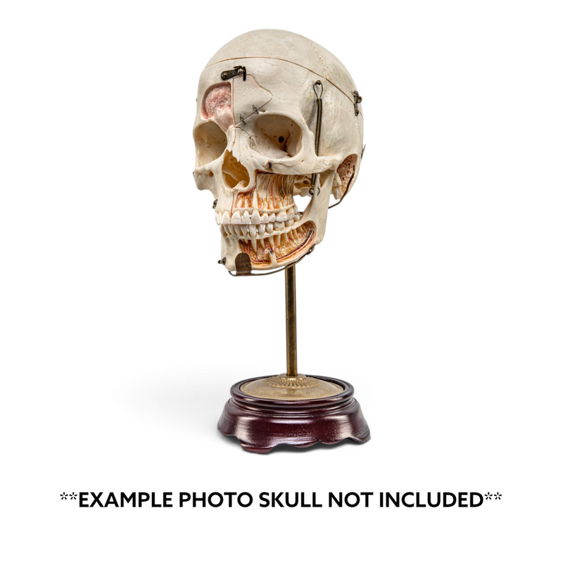 Real Human Skull Stand