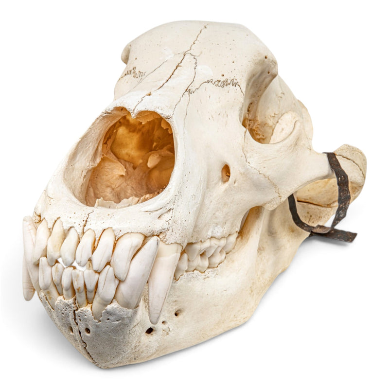 Real Grizzly Bear Skull