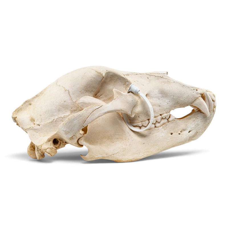 Real Grizzly Bear Skull