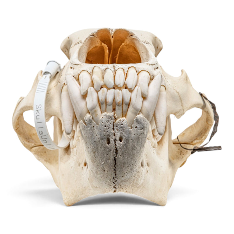 Real Grizzly Bear Skull
