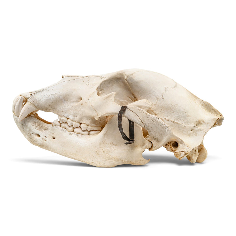 Real Grizzly Bear Skull