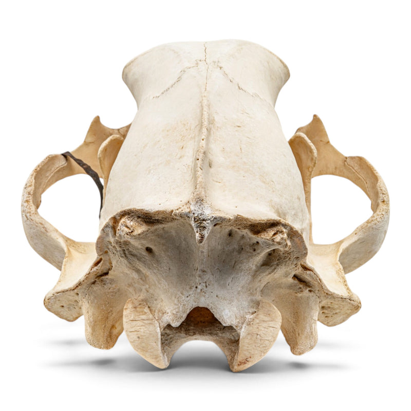 Real Grizzly Bear Skull