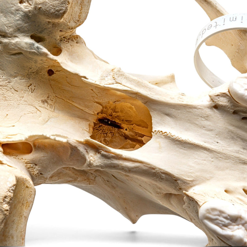 Real Grizzly Bear Skull