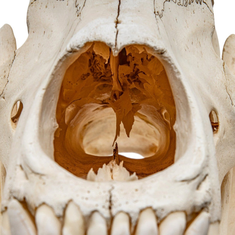 Real Grizzly Bear Skull