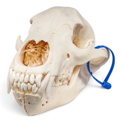 Real Grizzly Bear Skull - Female
