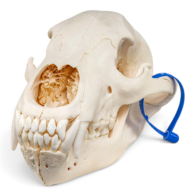 Real Grizzly Bear Skull - Female