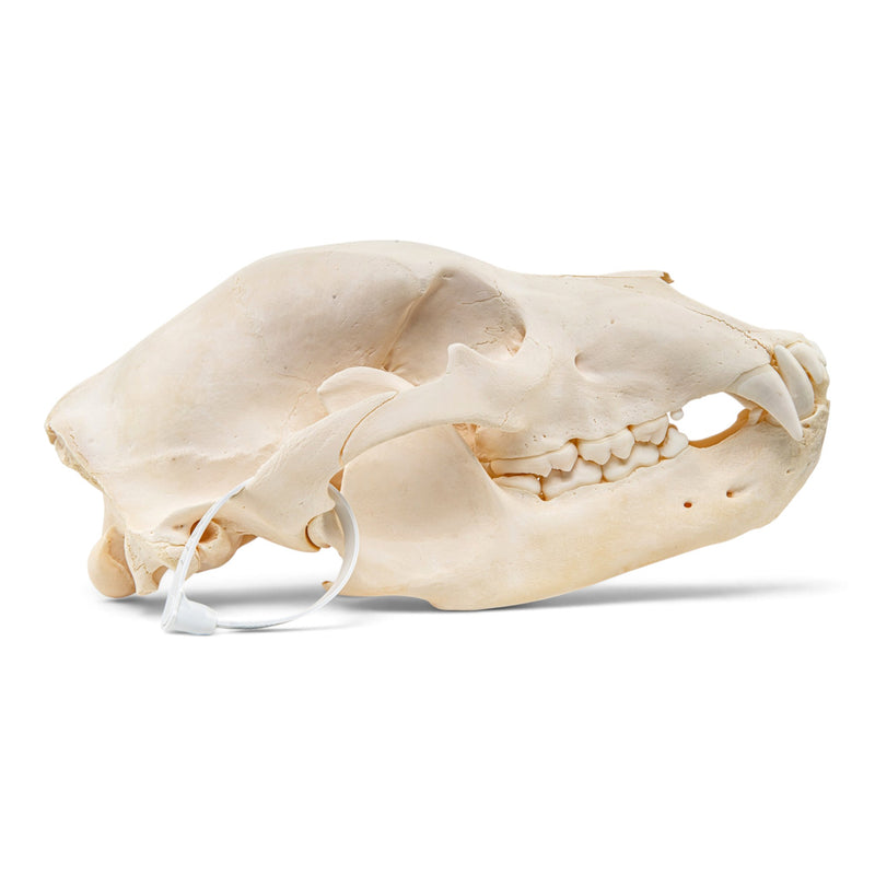 Real Grizzly Bear Skull - Female