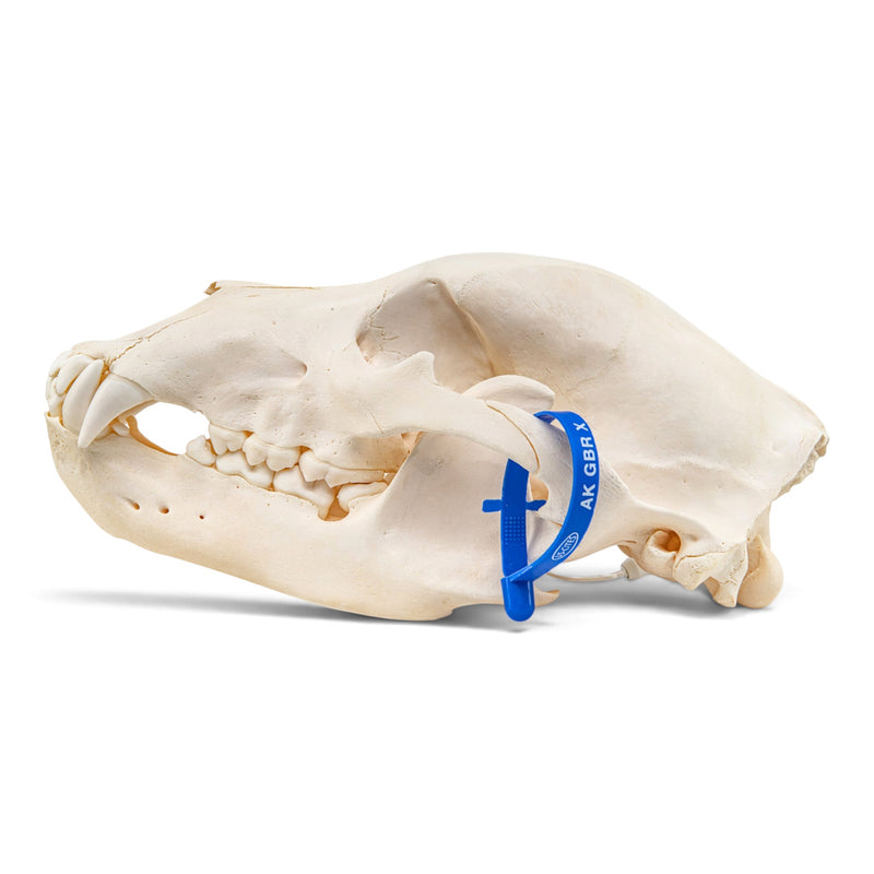 Real Grizzly Bear Skull - Female