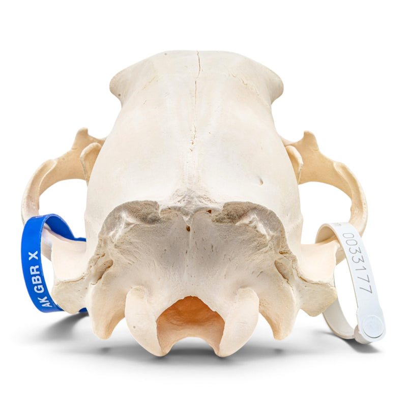 Real Grizzly Bear Skull - Female