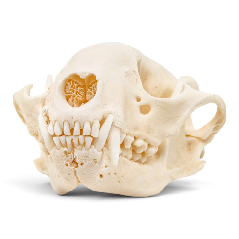 Real Raccoon Skull - Pathology