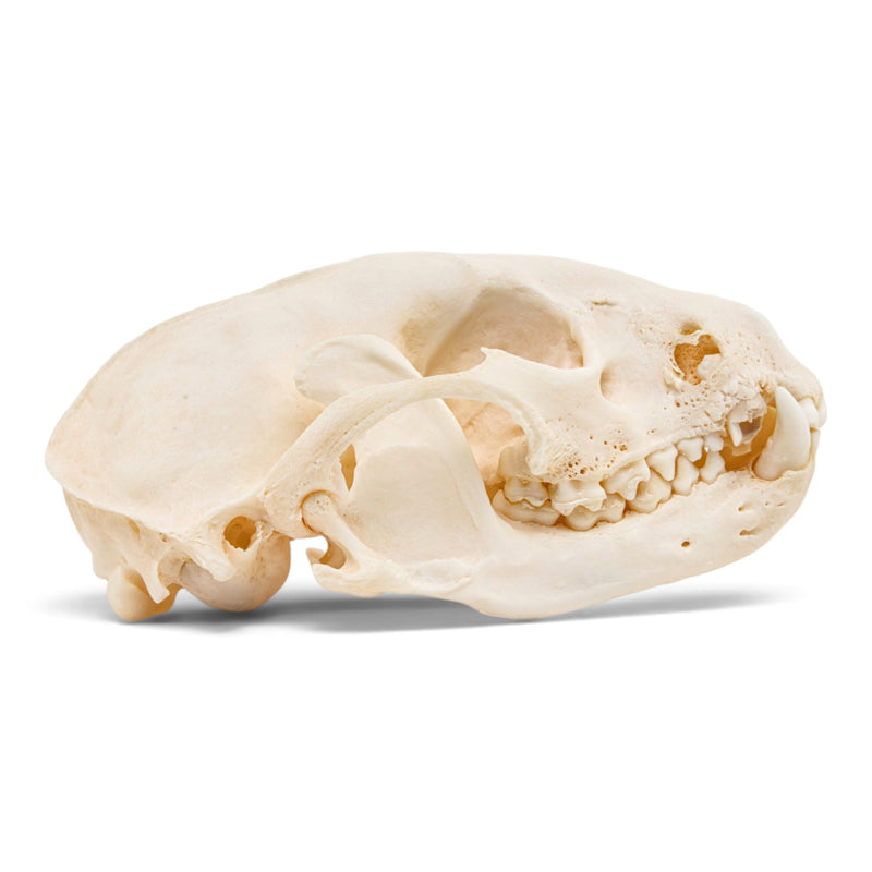 Real Raccoon Skull - Pathology