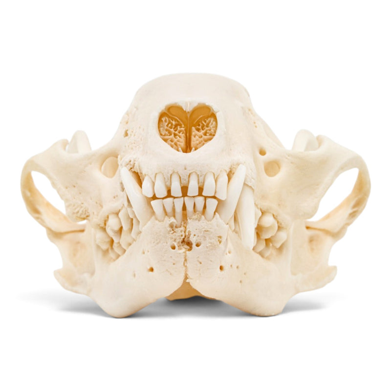 Real Raccoon Skull - Pathology