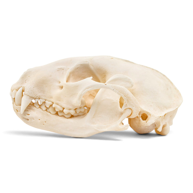 Real Raccoon Skull - Pathology