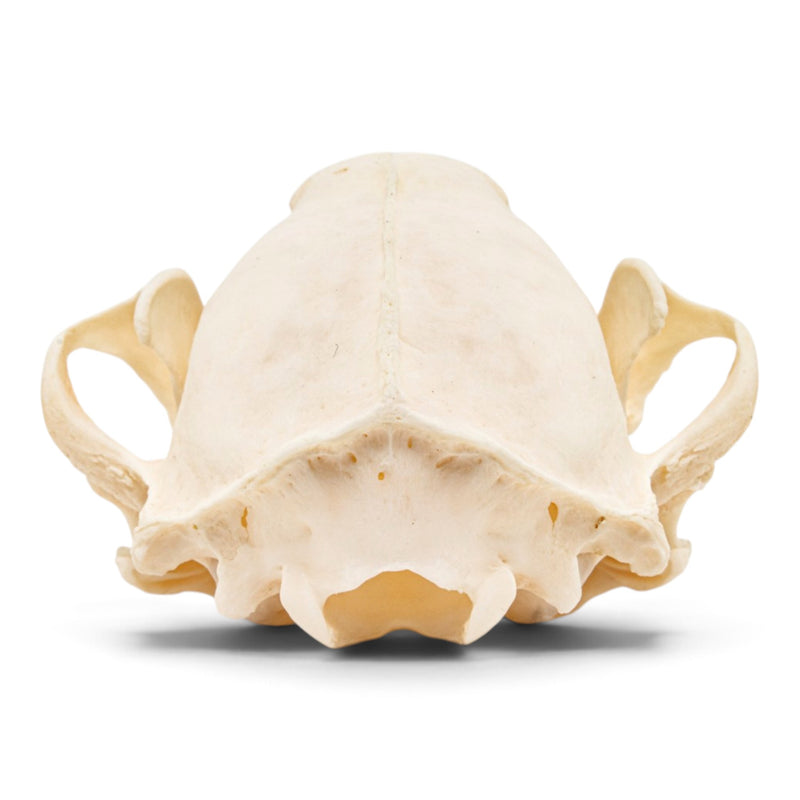 Real Raccoon Skull - Pathology