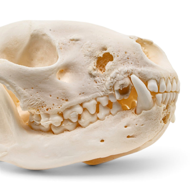 Real Raccoon Skull - Pathology