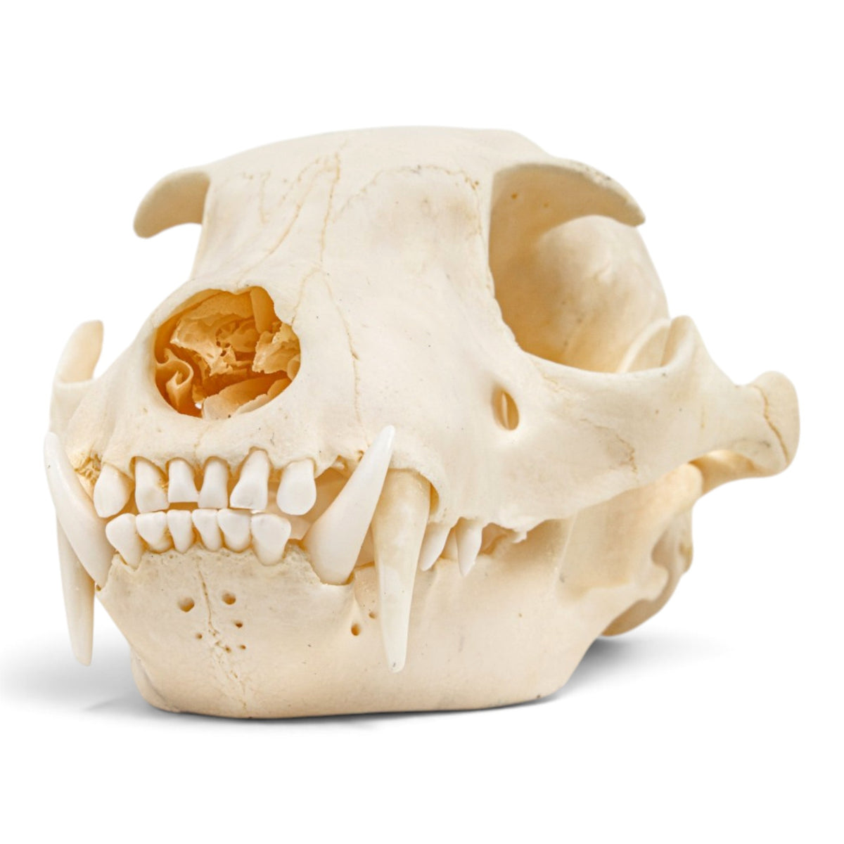 Real Aardwolf Skull