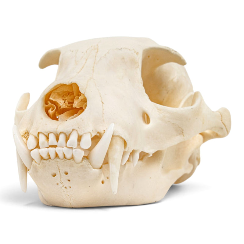 Real Aardwolf Skull