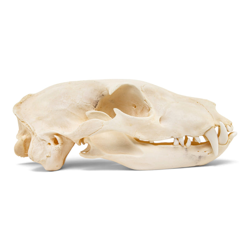 Real Aardwolf Skull
