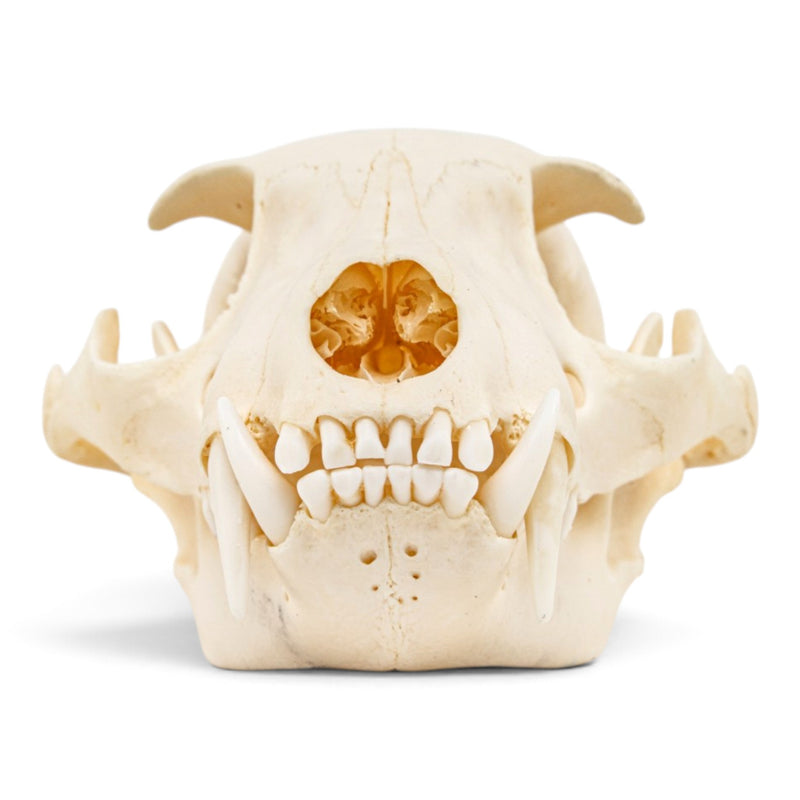 Real Aardwolf Skull
