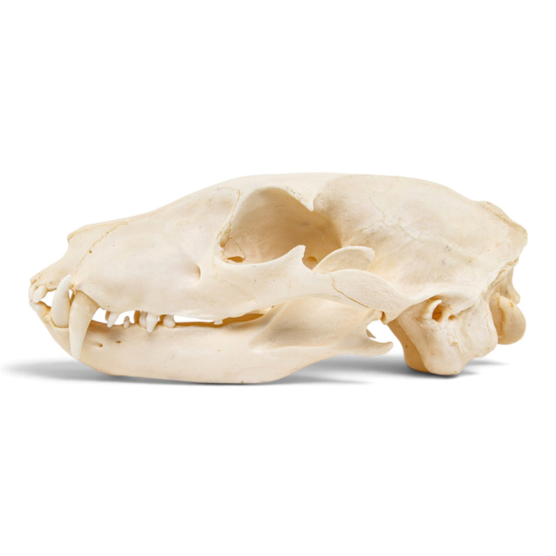 Real Aardwolf Skull