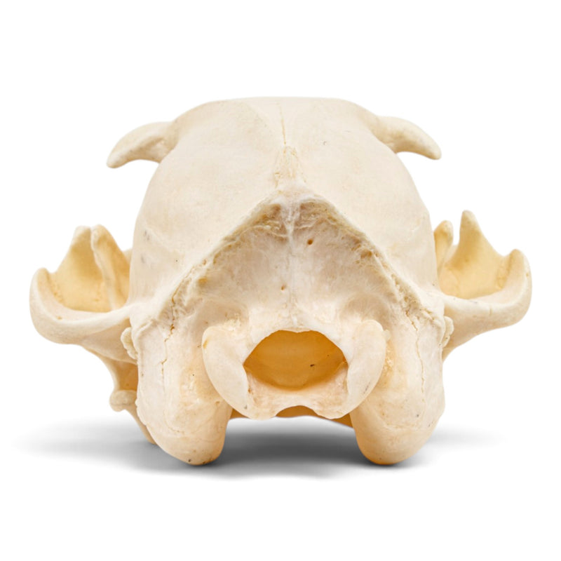 Real Aardwolf Skull