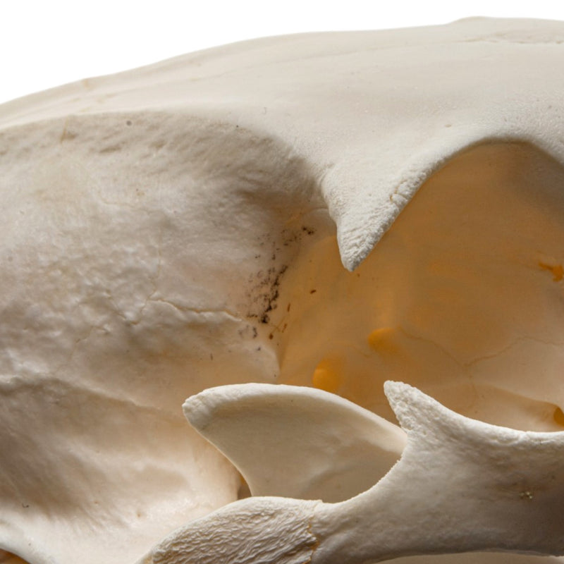 Real Aardwolf Skull
