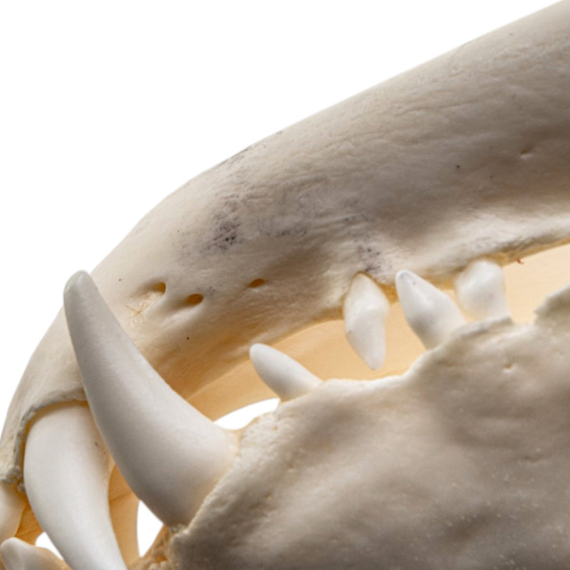 Real Aardwolf Skull