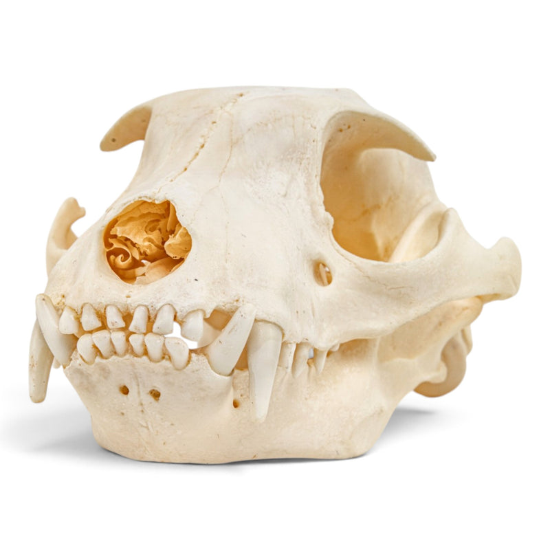 Real Aardwolf Skull